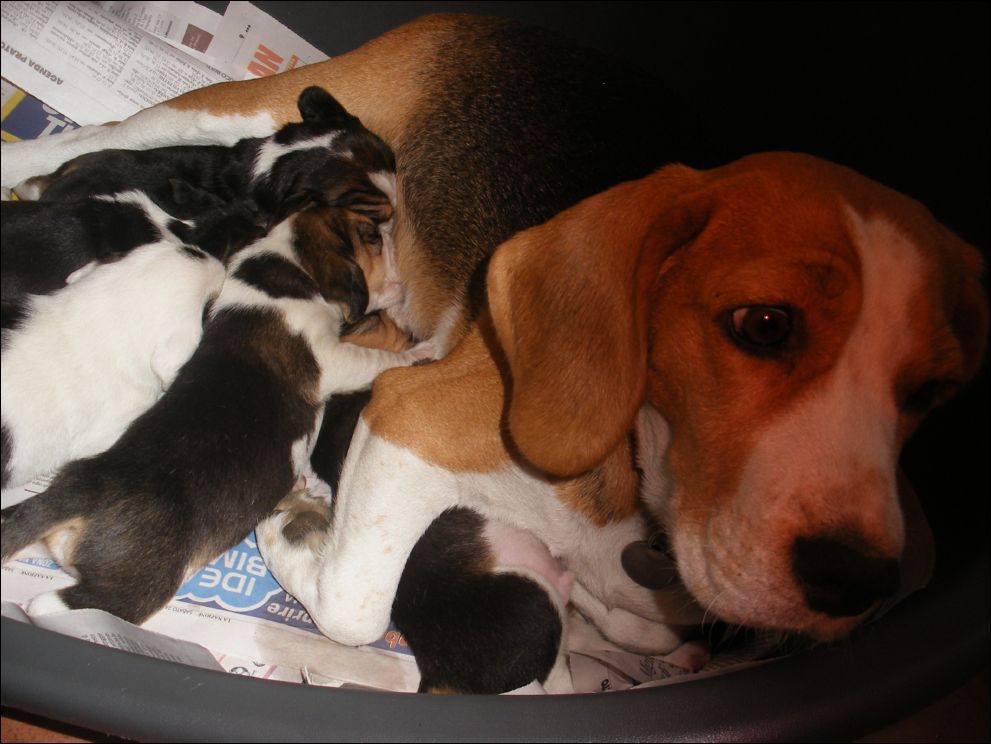 cuccioli amelie-31